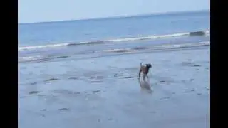 Rocco, Dog-In-Law, at the Beach