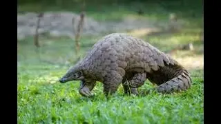 Adventurous Kids: Pangolins