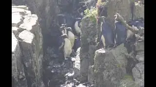Rockhopper Penguin colony in Noir Island