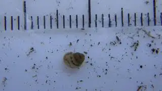 Hydrobiid snail (Mud Amnicola) - Mill Pond Park in Mt. Pleasant, Sept 11, 2020.