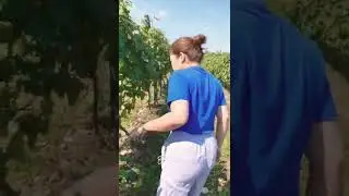 Grape Picking at Chateau Mosmieri #shorts #short #grape #grapes #vineyard
