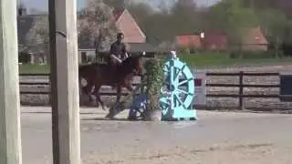 Cayenne de la Vie (Chacco-Blue x Alexis Z x Lord Calando)
