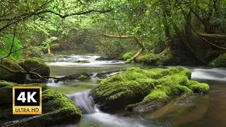 Natural Forest, River and Birdsong Sounds | Relaxing Nature
