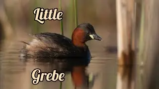 Little Grebe : nesting behaviour 1