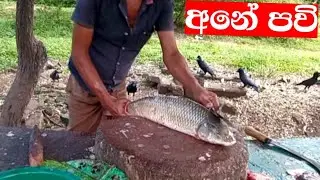 Amazing Fish Cutting Skills | Biggest Catla Fish Cutting In Sri Lanka | Huge Demand Fish market 