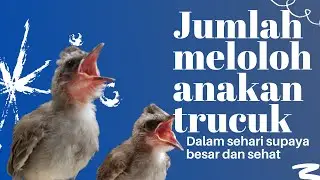 BERAPA KALI ANAKAN TRUCUK DILOLOH DALAM SEHARI?
