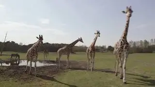 Travel Guide North Brabant, Netherlands - VisitBrabant - Safaripark de Beekse Bergen