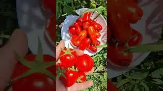 Помидорки собираю 23 июля