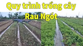 Quy trình trồng cây Rau Ngót | Trang Trại An Xuyên