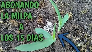 Es Tiempo De Abonar La Milpa