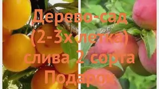 Слива обыкновенная Подарок Санкт-Петербург-Принцесса 🌿 обзор: как сажать, саженцы сливы