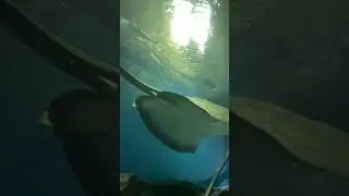 Океанариум. Маленькая мечта #ocean #shark #sharks #fish #travel #me #saintpetersburg #love #dream