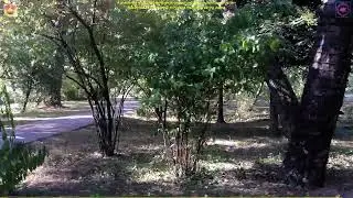 A wonderful quiet walk through an ancient and deserted botanical garden - part 1 of 5