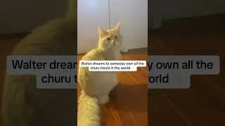 Walter and his dreams✨ #cute#cat#pets#trendingshorts#foryou#catvideos#catshorts