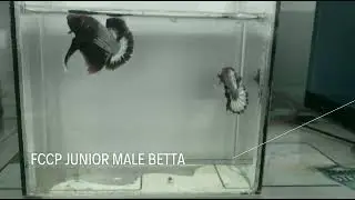 BEAUTIFUL FCCP STARTAIL JUNIOR #vlog #shorts #aquarium #bettafish #ikanlaga #breedingbetta #fishtank