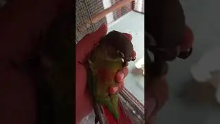 Hand tamed green cheek conure and pineapple conure #conure #conures #pineappleconure #handtameparrot