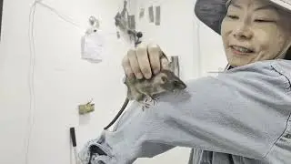 Testing that roof rats are tame and friendly