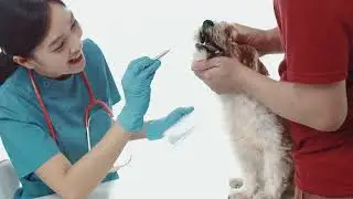 Tail Chasing Pups: Unravelling the Mystery