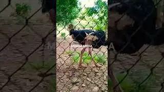 OSTRICH #ostrich #pet #zoo#park #birds #bird #kenya #wildlife #tembeakenya