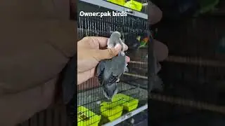African Love Bird Mutation #lovebird #parrots#lovebirdsbreeding #birds#africanlovebird #shorts