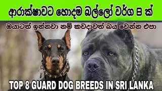 TOP 8 GUARD DOG BREEDS IN SRI LANKA | Best Populer guard dog breed in Sri Lanka