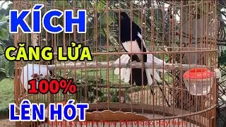 [ HAY TUYỆT ] Chòe than HÓT MÚA CĂNG LỬA//Kích chòe hót || ĐẲNG CẤP