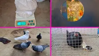 Phir se Le Aya Budgies Parrot ka Dana | Pets Vlogs | Love Birds | Daily Routine 