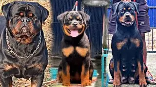 Rottweiler puppies for sale in korba Chhattisgarh || import bloodline rottweiler puppy for sale