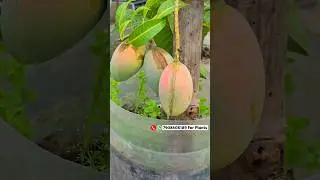 Best, all time, mango variety for terrace garden #shorts #gardening #gardening