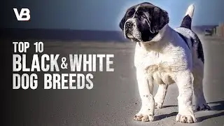 10 Most Common Black & White Dog Breeds
