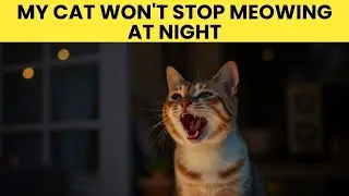 Why Is My Cat Meowing at Night And How to Stop It?