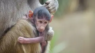 Baby Baboon Bouncing Around Africa Rocks