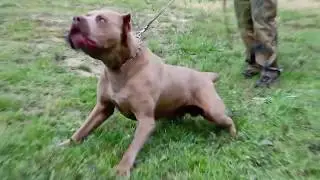 Andante Bandog male 