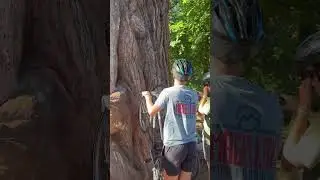 Should they climb the tree for the peacock? #shorts #bike #peacock
