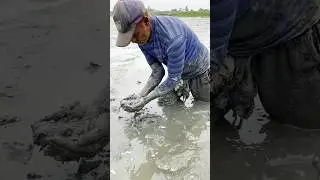 Mud water fishing #short #shorts