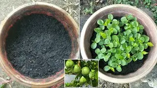 How to grow passion fruit easy work,  New technology - my agriculture