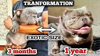 MICRO EXOTIC SIZE AMERICAN BULLY TRANSFORMATION🔥 #dog #kennel #americanbully