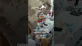 Wild elephant raids Thai store, snacks on rice crackers and strolls out