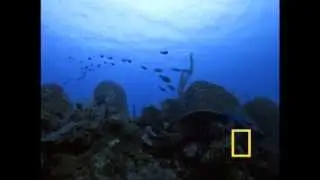Die Caribbic unter dem Wasser