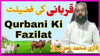 154_qurbani ki fazilat _In the right hadith of sacrifice  by qari muhammad umar pahore .mum