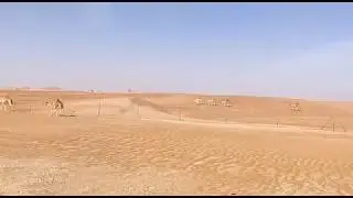 Arab Desert - Dubai Desert Camel - Arab Camel on Desert - Dubai Camel - Dubai Desert Safari - Dubai