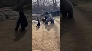 Gorilla Protects Its Baby | Shocking Zoo Moment #Gorilla #Lion #WildlifeReality #AnimalInstinct