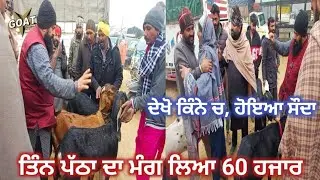 ਤਿੰਨ ਪੱਠਾ ਦਾ ਮੰਗ ਲਿਆ 60 ਹਜਾਰ Maur Bakra Mandi #live_sauda #goatstar #goat #goatfarming #panjab 2026