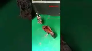 olah fisik Java faghter#shortvideo #shorts