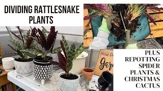 Dividing rattlesnake plants🐍plus repotting houseplants and quick spring bulb update
