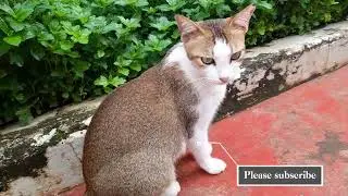 Рыжий кот в период течки не хочет прекращать следовать за кошкой.
