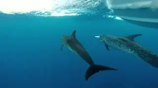 Veracruz underwater dolphins Gopro Hero 3+