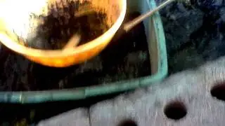 Tiger tail star test