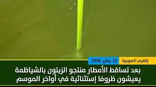 بعد التساقطات المطرية الأخيرة .. منتجو الزيتون بالشياظمة يعيشون ظروفا إستثنائية في أواخر الموسم