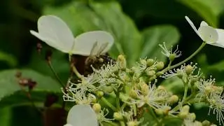 Spring special bee 🐝 and flower love | Germany | Spring special flowers